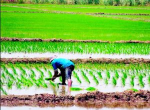 Agricultura